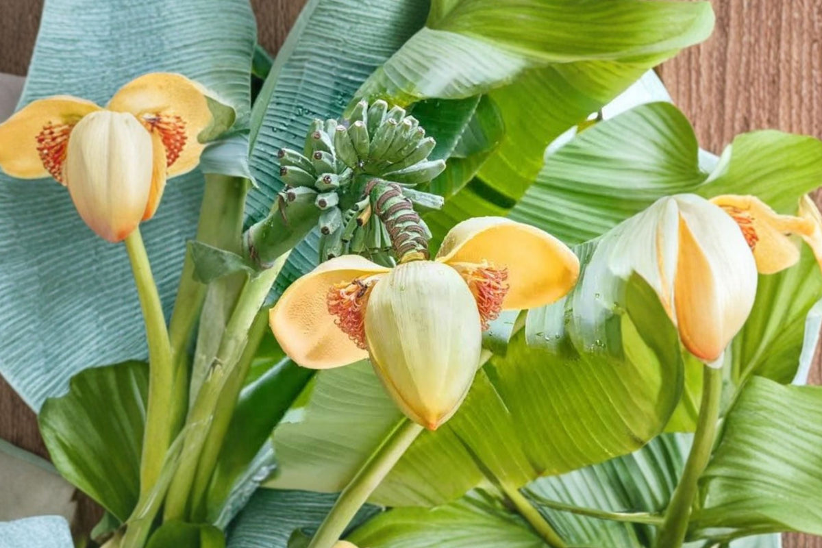 Musa Basjoo Hardy Banana Live Plants - 2 Starter Plug Plants