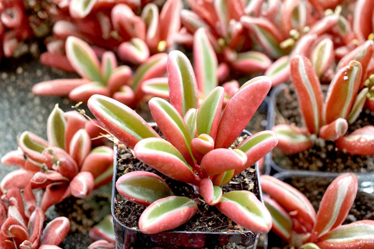 Ruby Glow Peperomia Graveolens Live Plant – 4-inch Pot