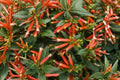 Cuphea 'Big Cigar' Live Starter Plant - 4-6 in Tubular Flowering Plants