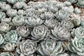 Echeveria Setosa Rondelli – Live 4-Inch Bare Root Rosette Succulent