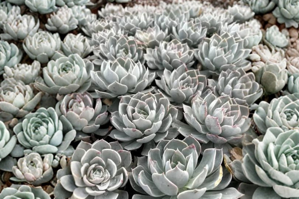 Echeveria Setosa Rondelli – Live 4-Inch Bare Root Rosette Succulent