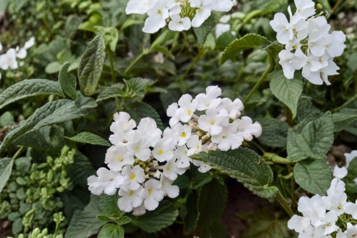 Trailing White Lantana Live Plant Plug - 1-3 in, White Flowers, Trailing Ground Cover