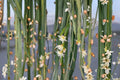 Rhipsalis Collection - 9 Live Unrooted Cuttings (3 Varieties, 3 Each) - Trailing Epiphytic Cactus
