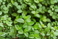 Peppermint Plants (Mentha piperita) - 3 Bare-Root Live Herbs