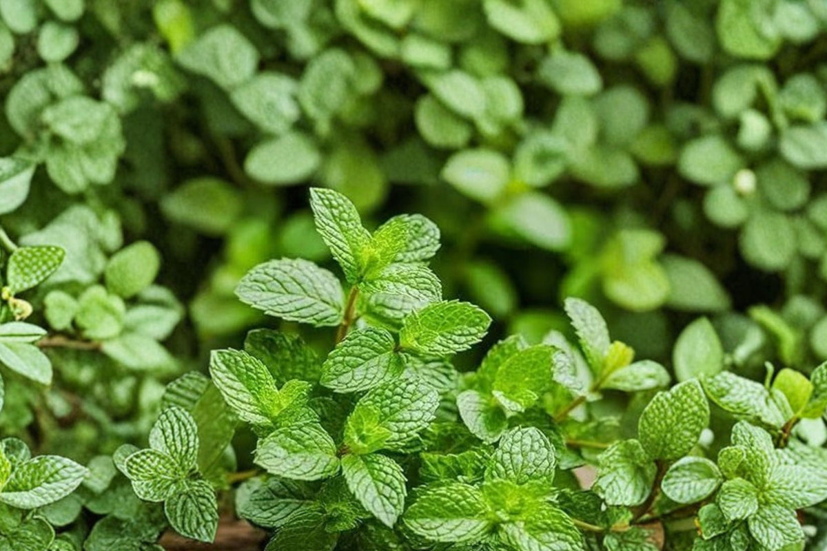 Peppermint Plants (Mentha piperita) - 3 Bare-Root Live Herbs
