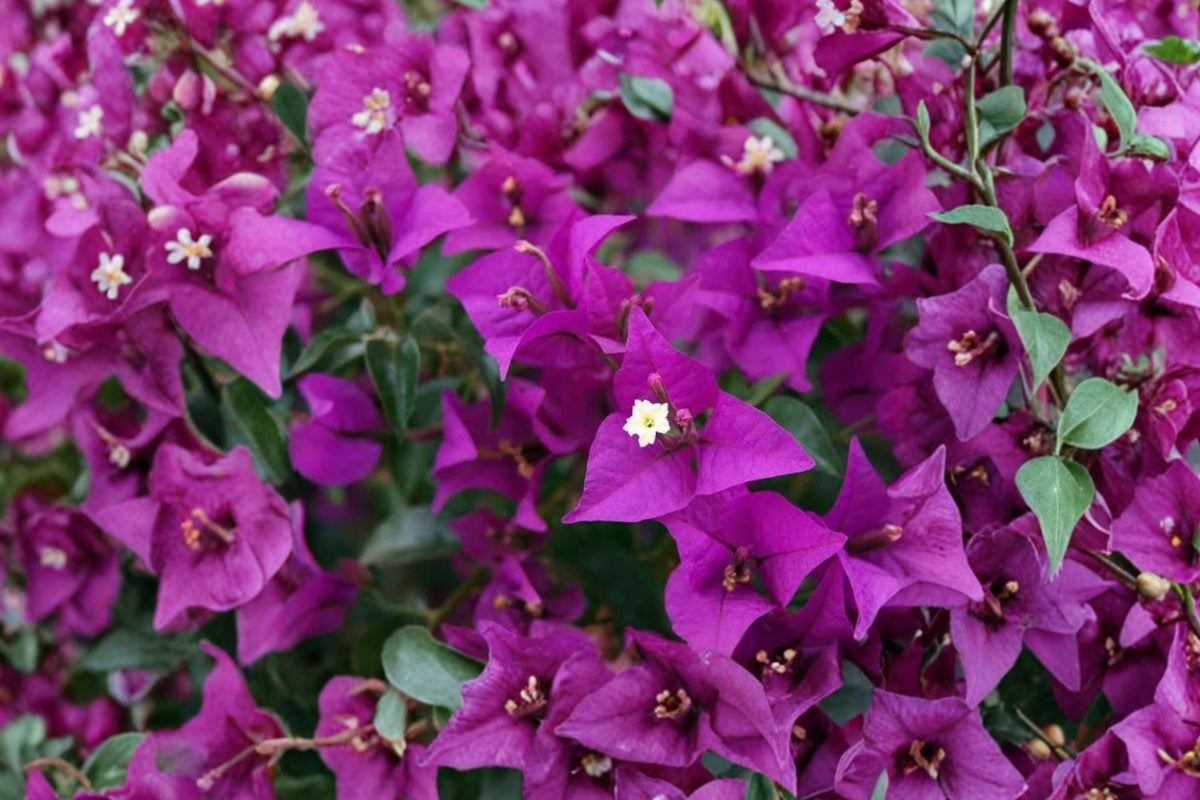 Bougainvillea Silhouette Live Plant - Well-Rooted Starter Plug, Tropical Flowering Vine
