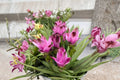 Siam Sisco Curcuma Live Plant - 4-Inch Starter | Ornamental Ginger