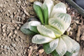 Haworthia Truncata Live Rare Succulent — Bare Root Window Plant, 2–2.5"
