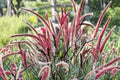 Black Fountain Grass - 2 Live Plants, 5-9" Tall, Dark Foliage