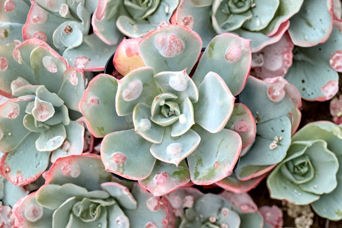 Echeveria Raindrops - Live Succulent in 4-Inch Pot