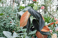 Black Gold Philodendron Live Plant | 5-8 Inches Tall