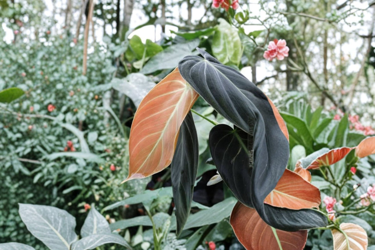 Black Gold Philodendron Live Plant | 5-8 Inches Tall