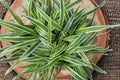 Variegated Spider Plant Live Rooted Starter (Airplane Plant)