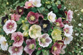 4 Hellebore Live Plants Collection | Mixed Varieties | Lenten Rose Perennial