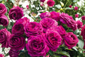 Celestial Night Rose - Live Starter Plant | 5" Tall | Fragrant Hybrid Tea Rose