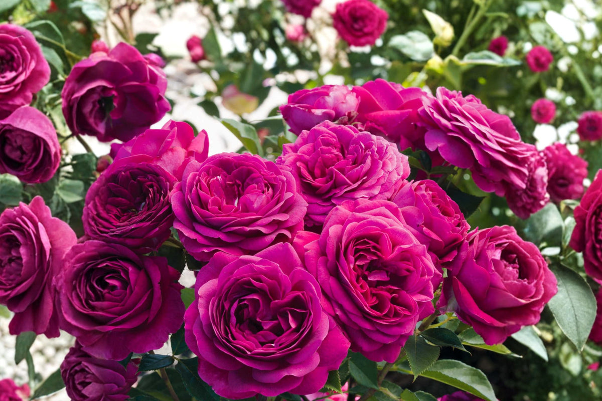 Celestial Night Rose - Live Starter Plant | 5" Tall | Fragrant Hybrid Tea Rose