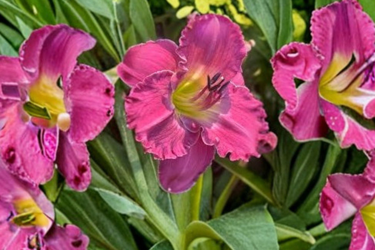 Daylily Irving Shulman - Purple Lavender Rebloomer Live Plant (Bare Root)