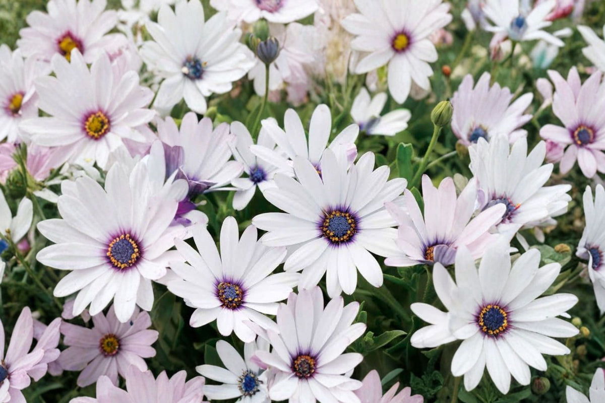 White African Daisy Osteospermum Live Plant - 4 inch Pot
