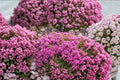Red Creeping Thyme Live Plant Thymus Praecox Coccineus - 4 inch Pot