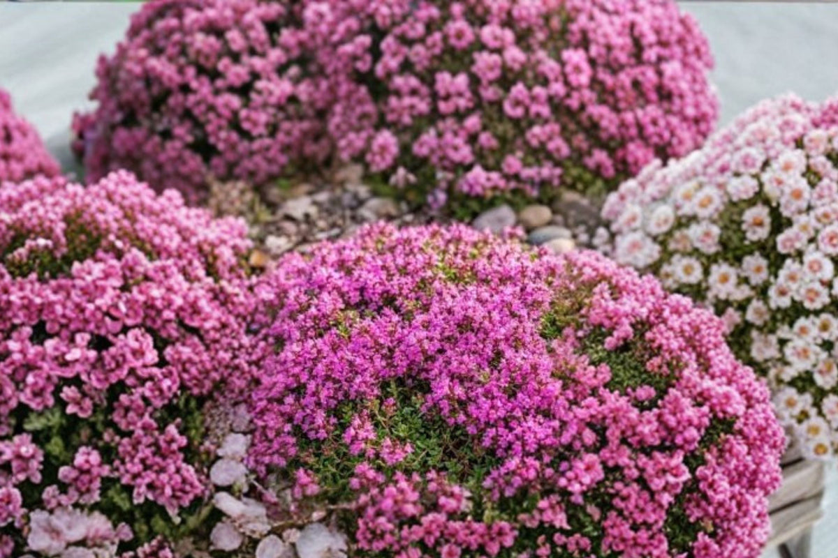 Red Creeping Thyme Live Plant Thymus Praecox Coccineus - 4 inch Pot