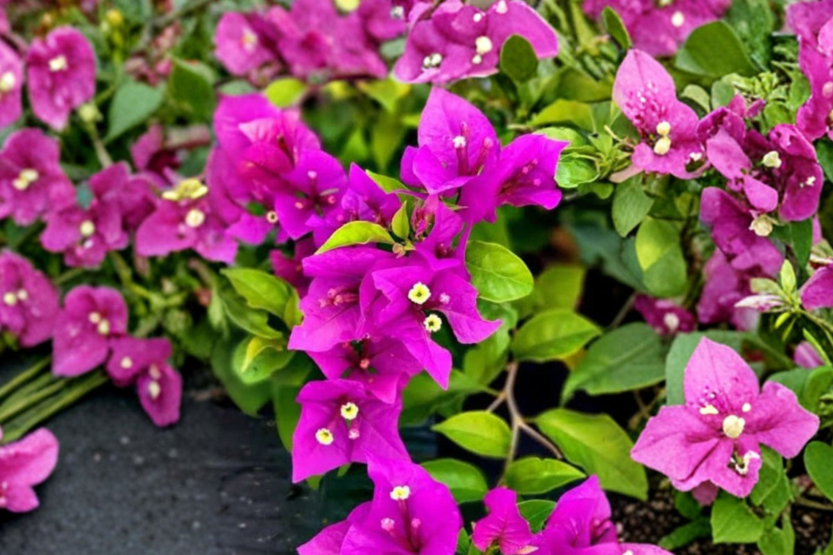Bougainvillea Vine - Purple | 3 Live Plants, 4-7” Tall, Well-Rooted, Tropical Climbing