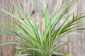 2 Spider Plant Babies - Live Rooted Pups, Chlorophytum Comosum, Ready to Plant