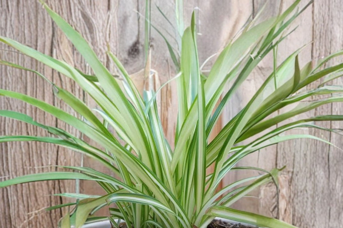2 Spider Plant Babies - Live Rooted Pups, Chlorophytum Comosum, Ready to Plant