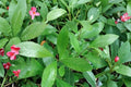 Yerba Mate Live Plant - Ilex paraguariensis (South American Evergreen) 3–8 in tall