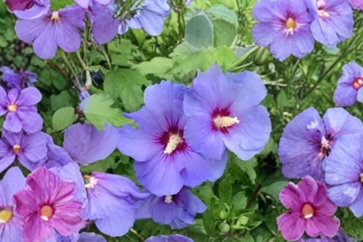 Purple Double Rose of Sharon Live Plant - Hardy Hibiscus Shrub, Double Purple Flowers