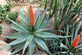 Aloe Ferox Cape Aloe - Seed-Grown Live Succulent Plant (2023) - Blue-Green Foliage, Red Spines