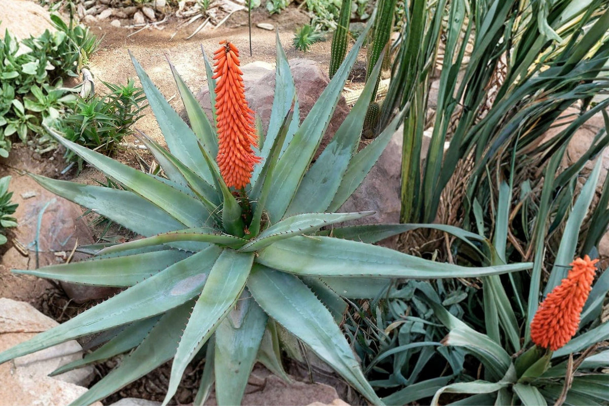 Aloe Ferox Cape Aloe - Seed-Grown Live Succulent Plant (2023) - Blue-Green Foliage, Red Spines