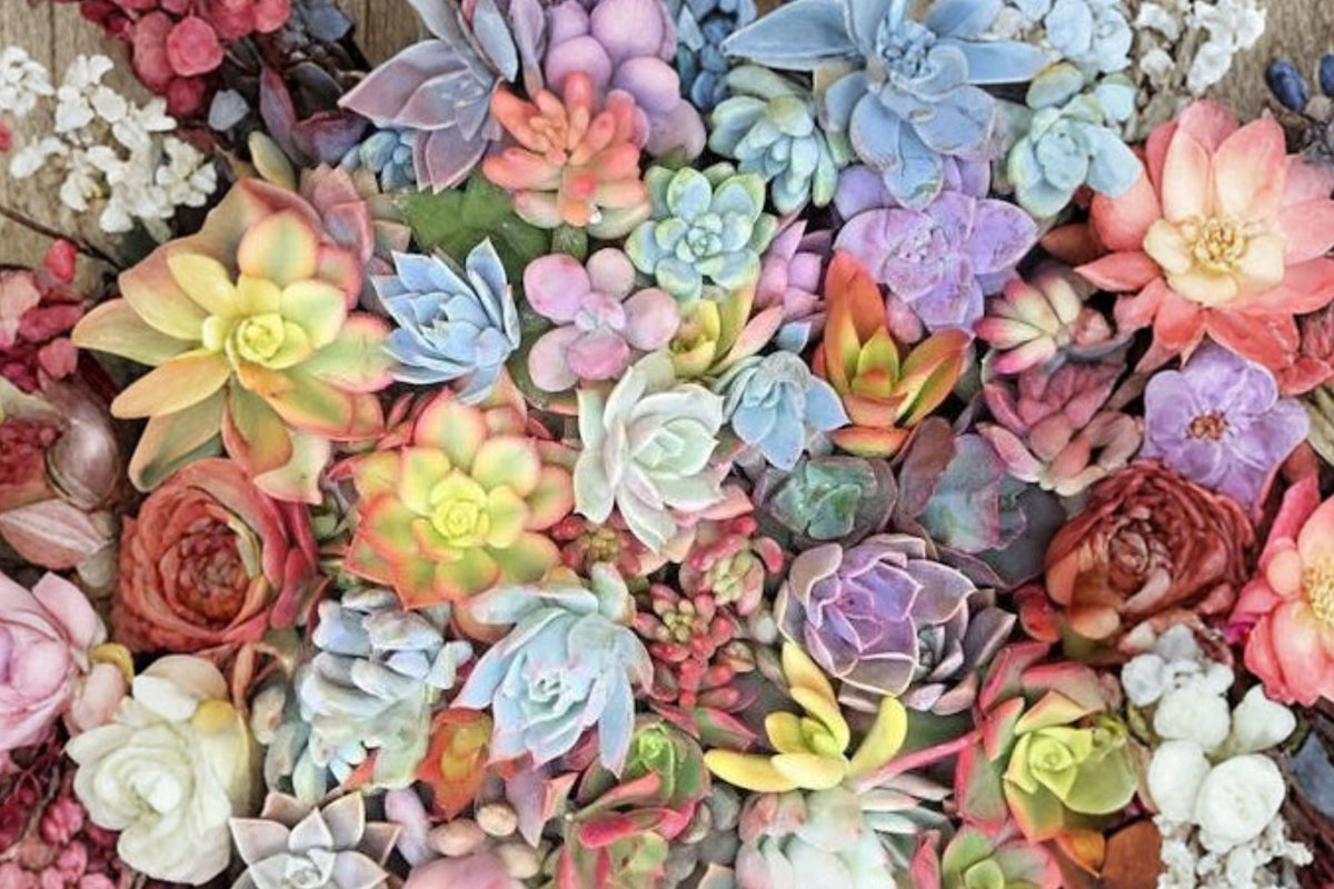 15 Assorted Succulent Cuttings – Live Unrooted Starter Pack
