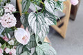 Philodendron Brandtianum ‘Silver Shield’ Live Plant - 4" Pot