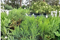 Giant Sequoia Live Tree Seedling (Sequoiadendron giganteum) – Jonsteen Company