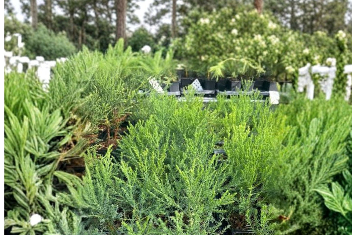 Giant Sequoia Live Tree Seedling (Sequoiadendron giganteum) – Jonsteen Company