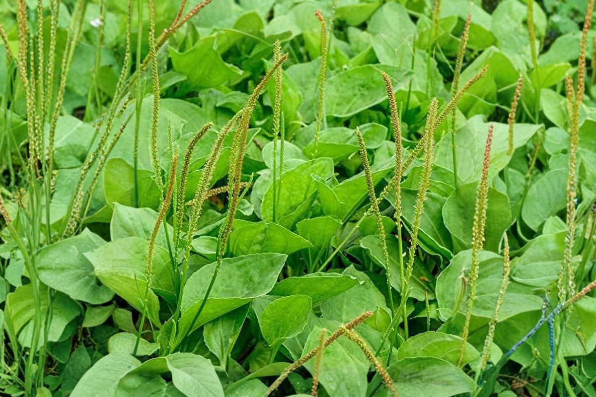 Broadleaf Plantain Plantago Major Live Plant | 4-Inch Pot - Perennial