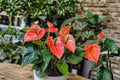 Anthurium Pallidiflorum Live Plant – Rare Tropical Aroid