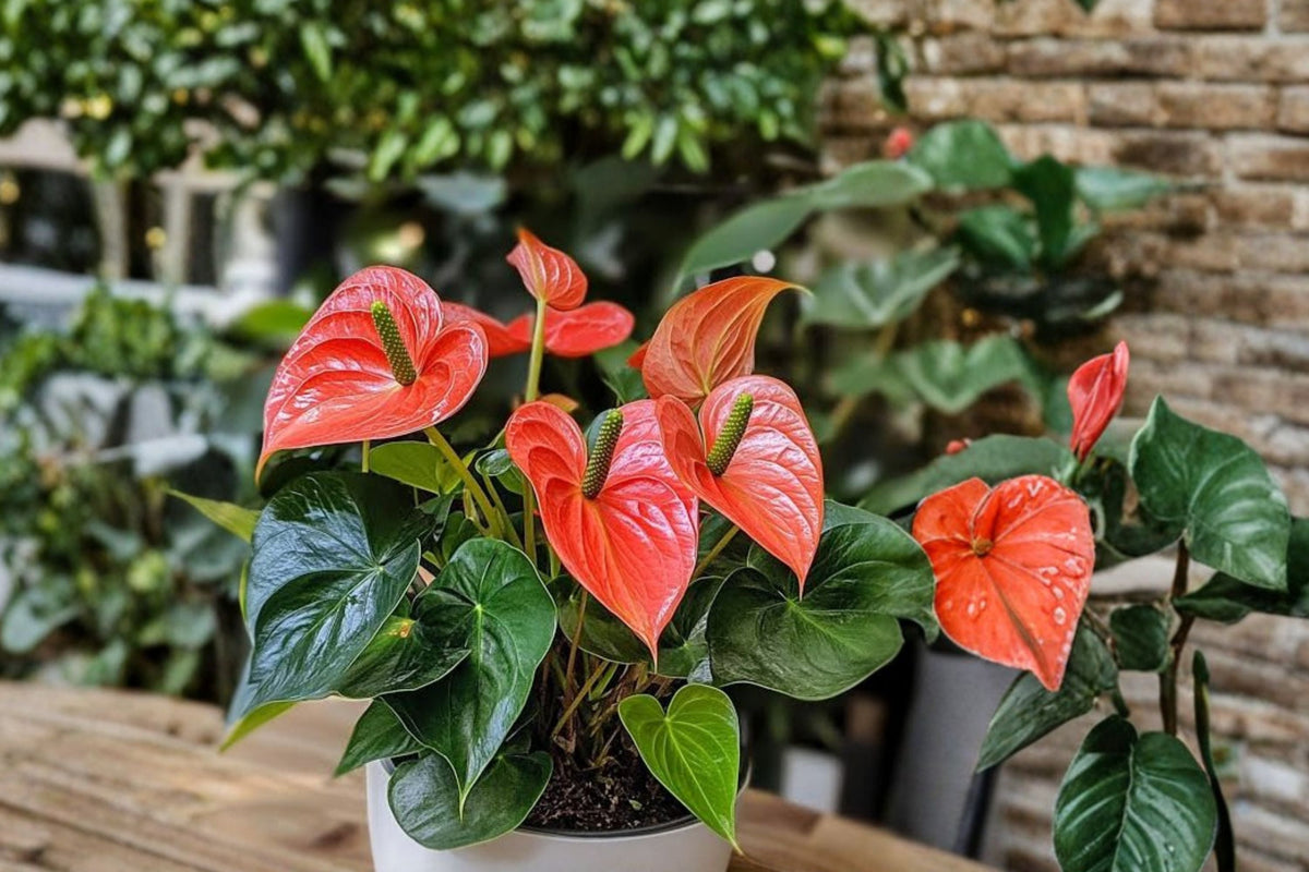 Anthurium Pallidiflorum Live Plant – Rare Tropical Aroid