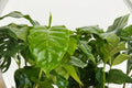 Coffea arabica Coffee Plant (6-Inch) - Live Indoor Tropical Houseplant