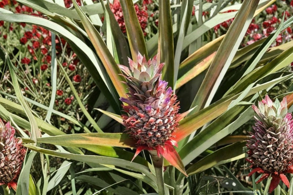 Sugarloaf Pineapple Live Plant (Kona Sugarloaf) - Ananas comosus, 3–8 in tall, 3 in pot