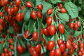 Goji Berry Bare Root Live Plants (Lycium barbarum) - 3 Starter Plants, 4-8 inches