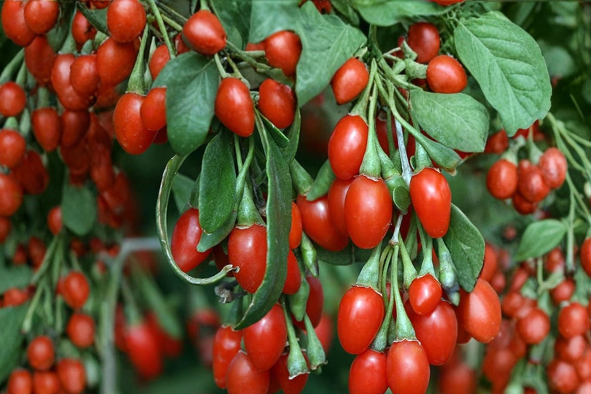 Goji Berry Bare Root Live Plants (Lycium barbarum) - 3 Starter Plants, 4-8 inches