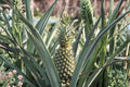 Florida Special Pineapple Plants – 8 Live Starter Plants (Ananas comosus) - Rooted Pineapple Starters