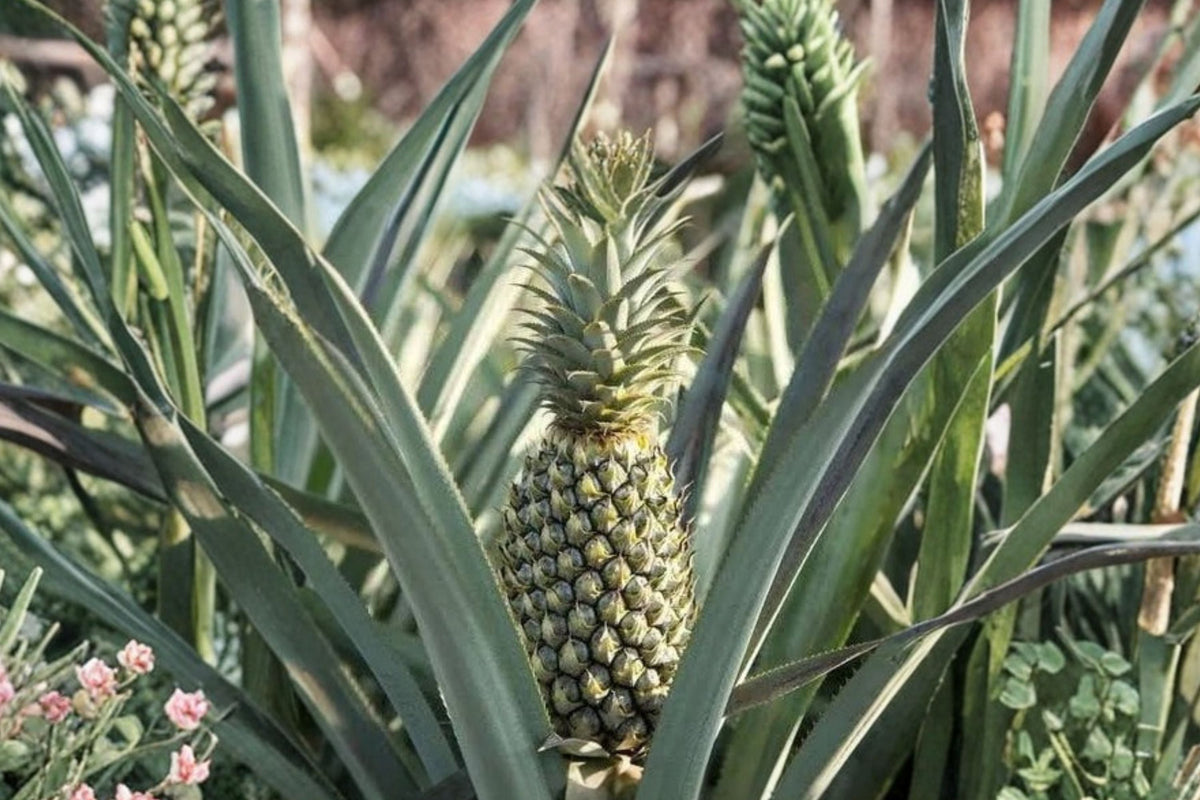 Florida Special Pineapple Plants – 8 Live Starter Plants (Ananas comosus) - Rooted Pineapple Starters