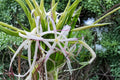 Giant Crinum Asiaticum Spider Lily - 6–10 Inch Starter Plant