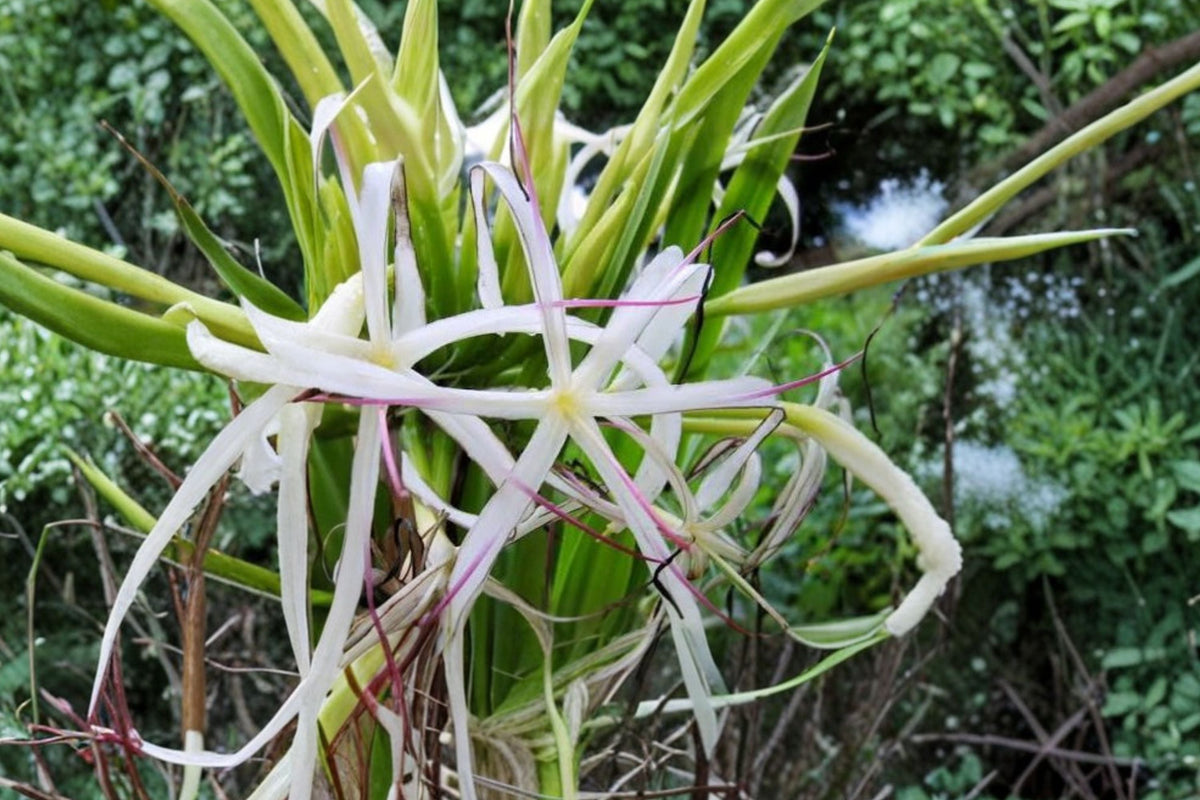 Giant Crinum Asiaticum Spider Lily - 6–10 Inch Starter Plant