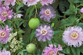 Passionflower Maypop Live Plant - Passiflora incarnata | 4–8 Inch Rooted Starter Vine