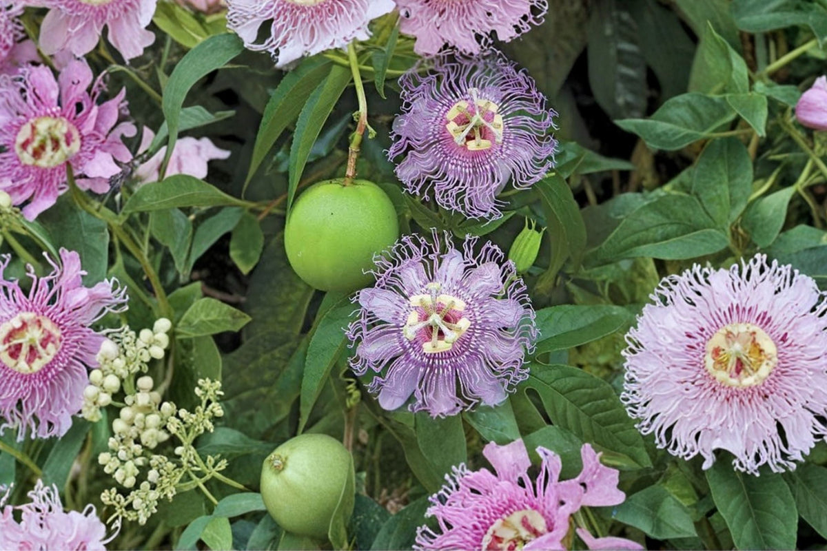 Passionflower Maypop Live Plant - Passiflora incarnata | 4–8 Inch Rooted Starter Vine