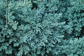 Juniper Blue Rug - 30 Live 2-Inch Plants | Juniperus horizontalis Groundcover