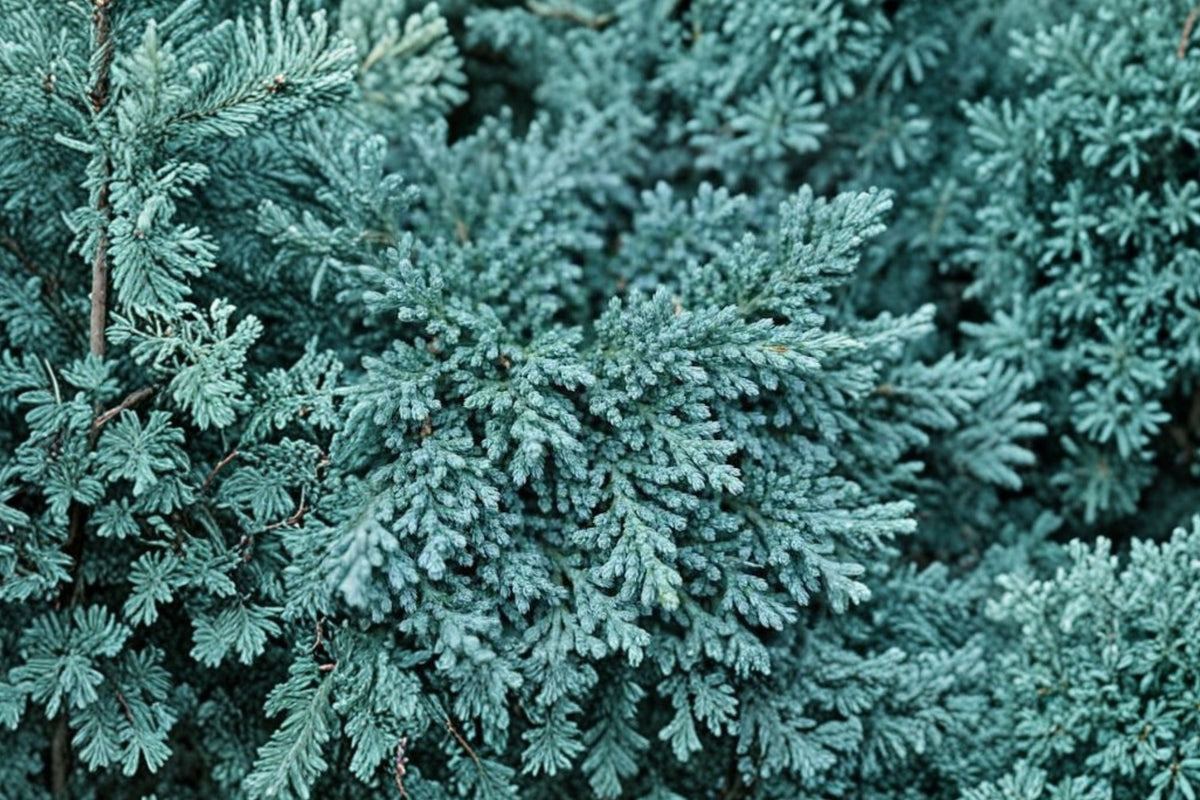Juniper Blue Rug - 30 Live 2-Inch Plants | Juniperus horizontalis Groundcover